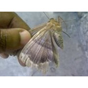 Delroy Williams's photo