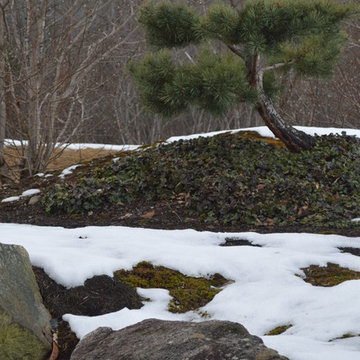 S-Curved Pine
