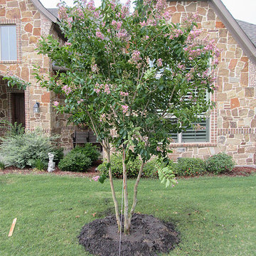Muskogee Crape Myrtle