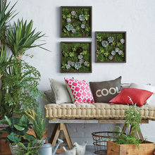 succulents