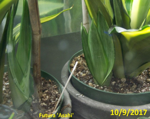 Sansevieria Trifasciata Futura Asahi Moon