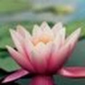 Tim S. Lehans billede