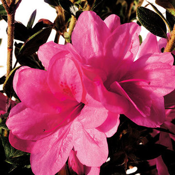 Encore Azalea Autumn Empress™