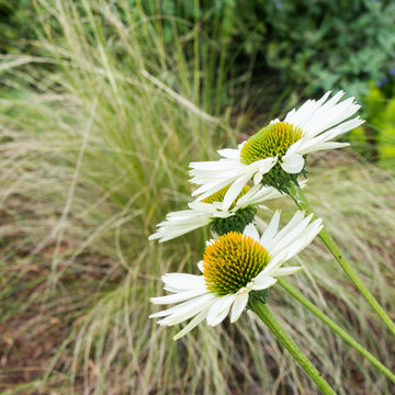 Perennial Garden