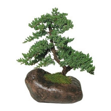 Bonsai