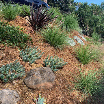 Tough Ground Covers Help Stabilize Slope