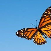 Dallas Farrell's photo