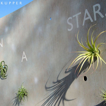 Air Plants in the Wall