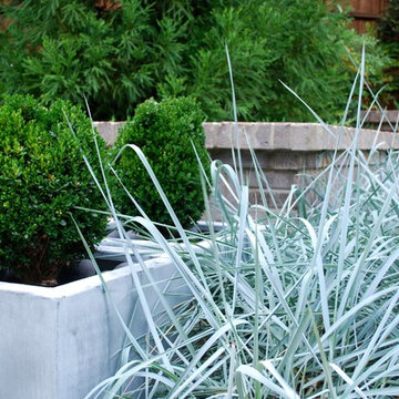 Blue Dune Lyme Grass and Boxwoods