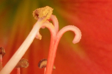 Pollination of Hippeastrum