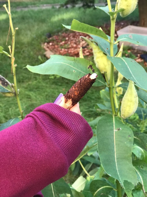 Giant milkweed in zone 6b?