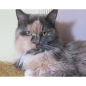 Diana Malcontento's photo