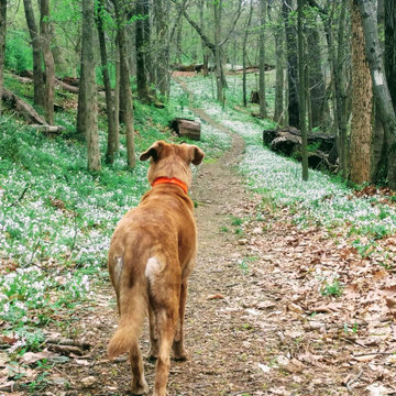 Natural path with wildflowers