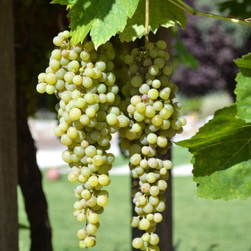 Floral-grapes.