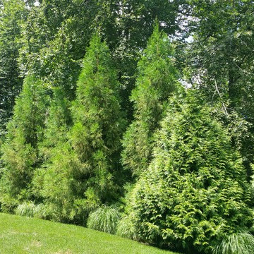 Berwyn Traditional Landscape