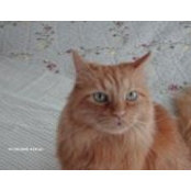Dennis Knoerzer's photo
