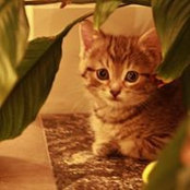 Kenny Narine's photo