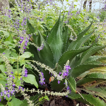 Native Texas Plants