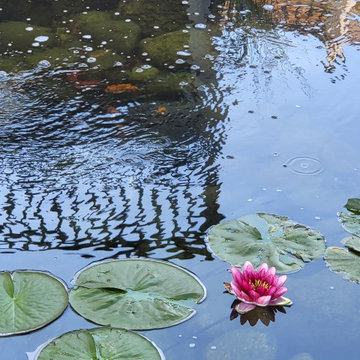 Custom✨ Koi Pond