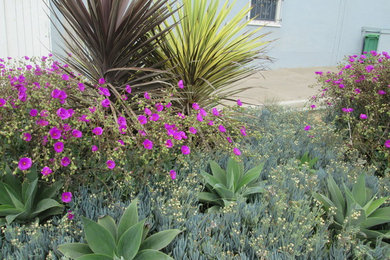This is an example of a coastal landscaping in San Francisco.