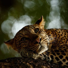 Felinos