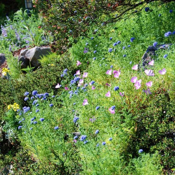 Gilia capitata, Globe gilia