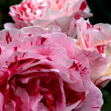 Scentimental Rose