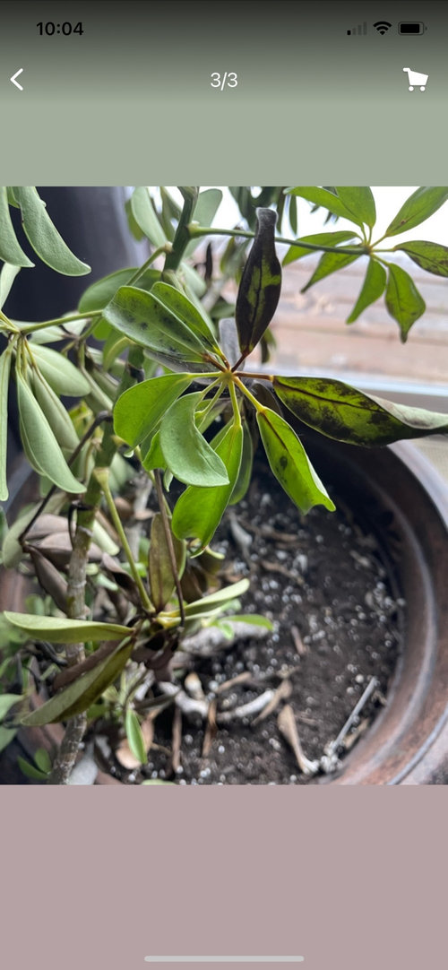 Progression of a dying Umbrella Plant. Please help!