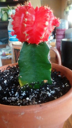 Moon Cactus help | Houzz Forum