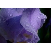 Lillian Rippetoe's photo