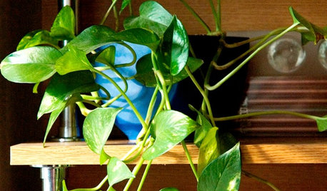 Plant Profile: Devil's Ivy, a Vining Winner for Black Thumbs