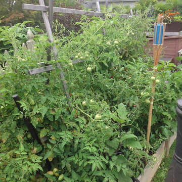 Vegetable & Herb Gardens