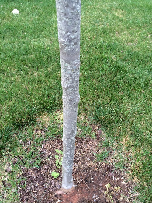 What tree is in my yard?