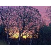 Diane Dellicarpini's photo