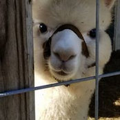 Foto de Becky Geese Frame

