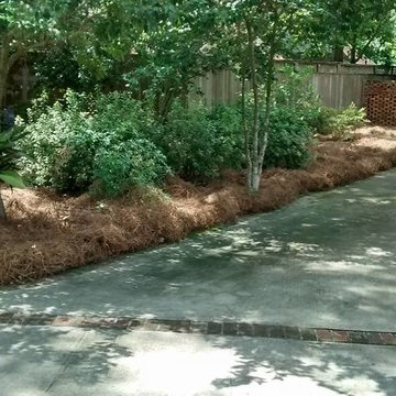 Pine Straw Landscape