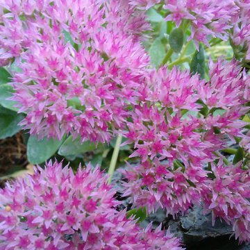 Sedum, Telefio