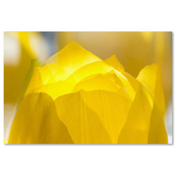 'Yellow Tulip' Canvas Art by Kurt Shaffer