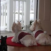 Kim Gauvain's photo