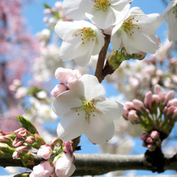 Yoshino Cherry Blossom - Artwork