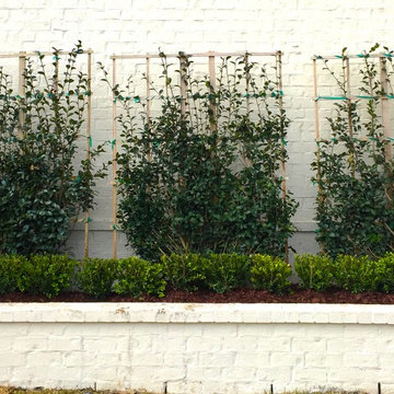 Modern Boxwood Look