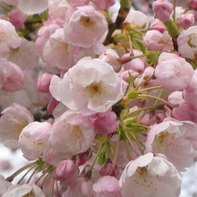 Late Winter / Spring Flower Options