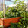 Thrive and Grow Gardens