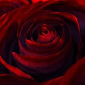Rosa Ramirezさんの写真