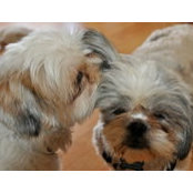 Marianne Ferrer's photo