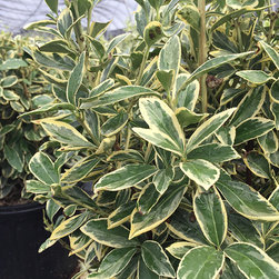 Current Featured Plants - Products