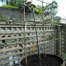 Yard / Garden