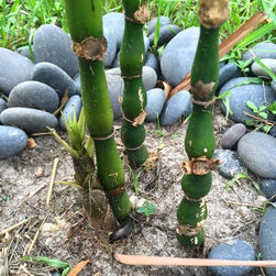 Bamboo installations - Products