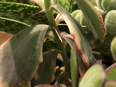 Why does this kalanchoe have air roots? | Houzz Forum