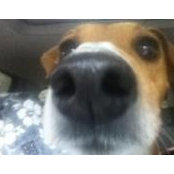 Robin White's photo